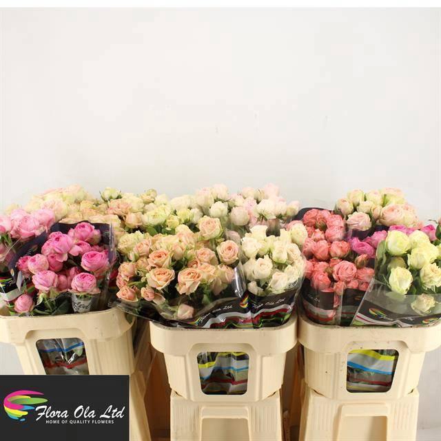 <h4>R TR GEM IN FUST</h4>