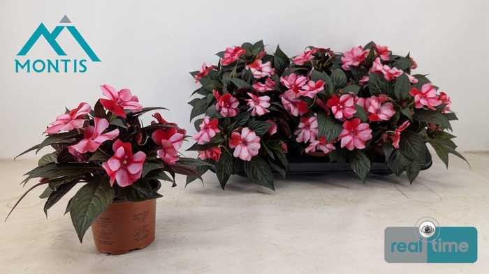 <h4>IMPAT CP CORAL FLAME</h4>