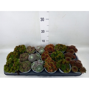Sempervivum   ...mix