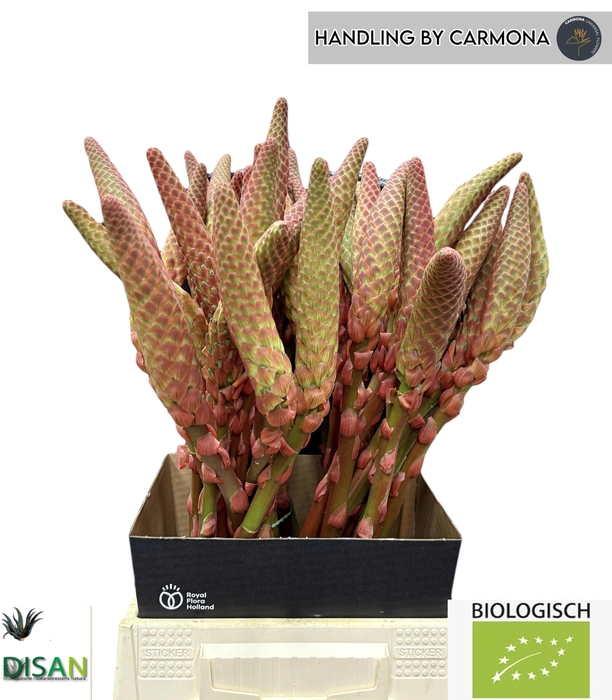 <h4>ALOE ARBORESCENS</h4>
