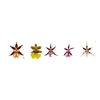 Oncidium