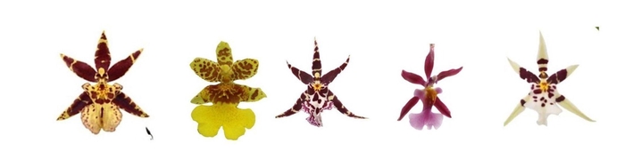 Oncidium