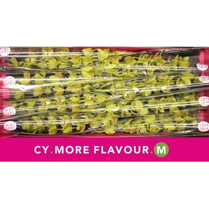 Mini cymbidium 'Sea Foam' 70 cm