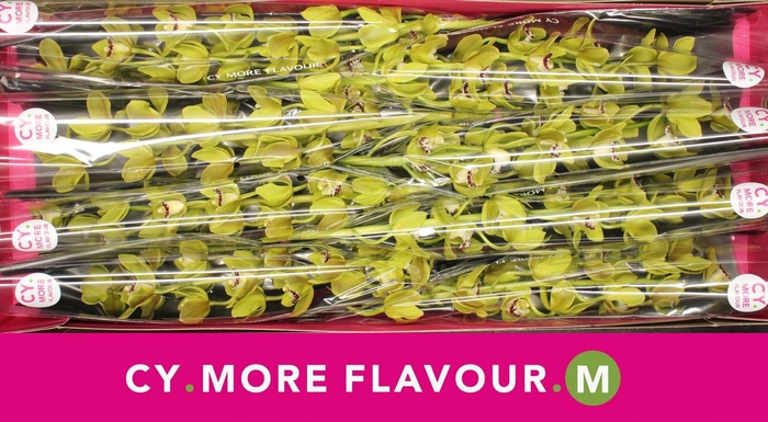 <h4>Mini cymbidium 'Sea Foam' 70 cm</h4>