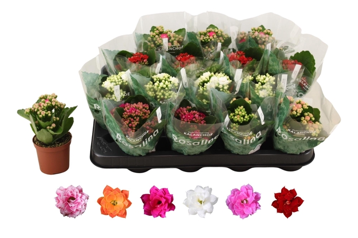 <h4>KAL GE RO GEM 6 KL</h4>