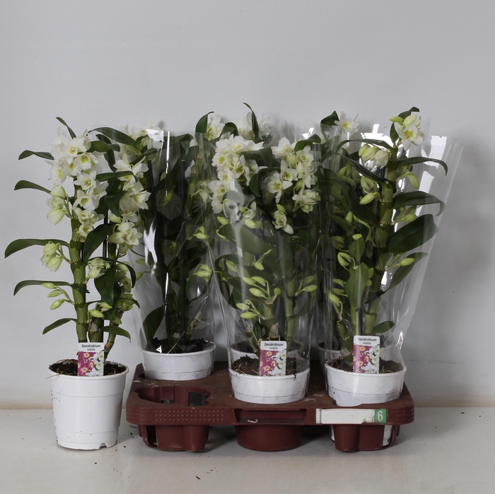 <h4>DEND NOBILE</h4>