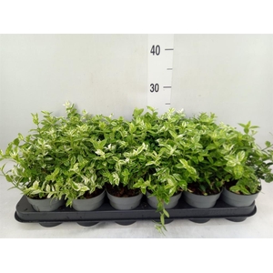 Euonymus fortunei 'Harlequin'