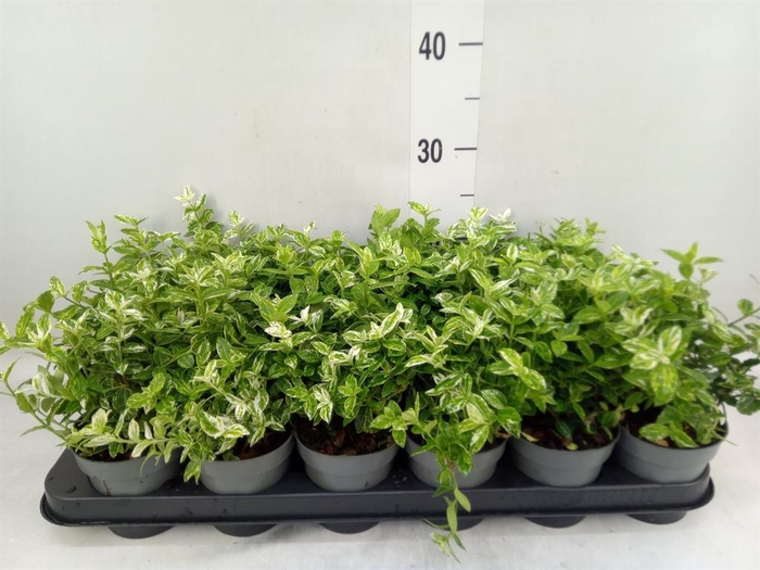 <h4>Euonymus fortunei 'Harlequin'</h4>