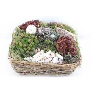 arr4 Semp PL - Mand 4kant naturel XL