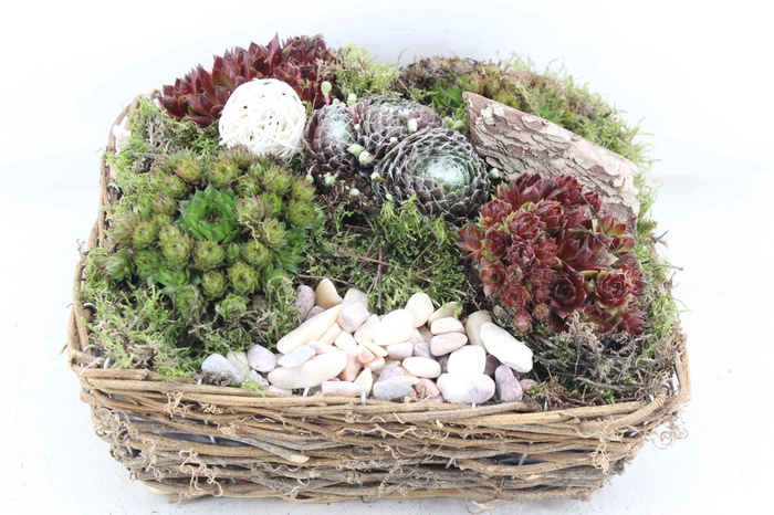 <h4>arr4 Semp PL - Mand 4kant naturel XL</h4>