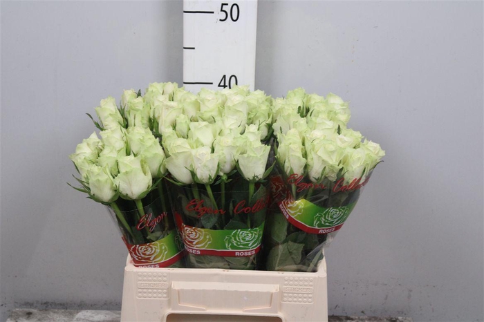 <h4>R Gr Athena</h4>