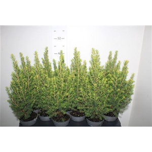 Picea Gl Magnifique