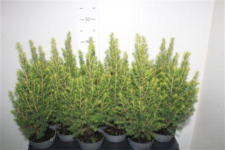 <h4>Picea Gl Magnifique</h4>