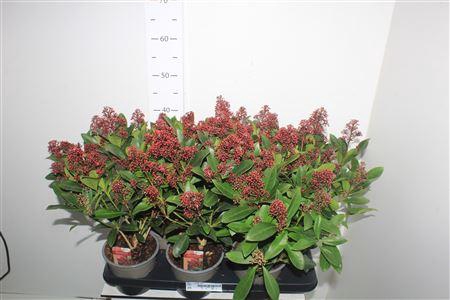 <h4>Skim J Rubella 10+</h4>