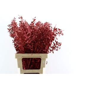 Dried Ruscus Red Glitter Pst