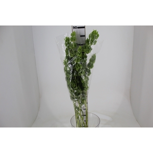 MOLUCCELLA 080 CM