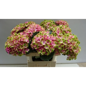 HYDRANGEA  'MAGICAL ANKONG'