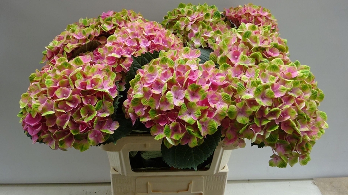 <h4>HYDRANGEA  'MAGICAL ANKONG'</h4>