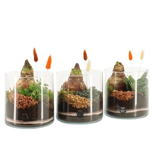 41590: Treasure time arrangement