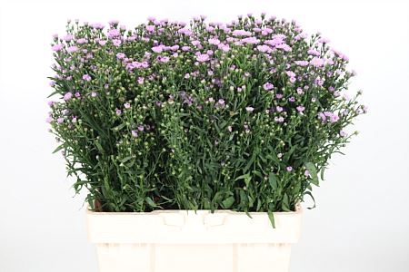 <h4>ASTER PAINTED LADY</h4>