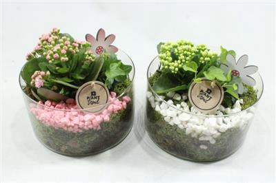 4893 GLAS DENTA CILINDER LAAG