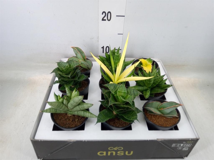 <h4>Sansevieria ...</h4>