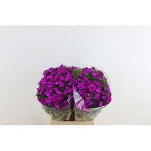 Di Barb Neon Purple 45cm