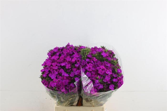 <h4>Di Barb Neon Purple 45cm</h4>