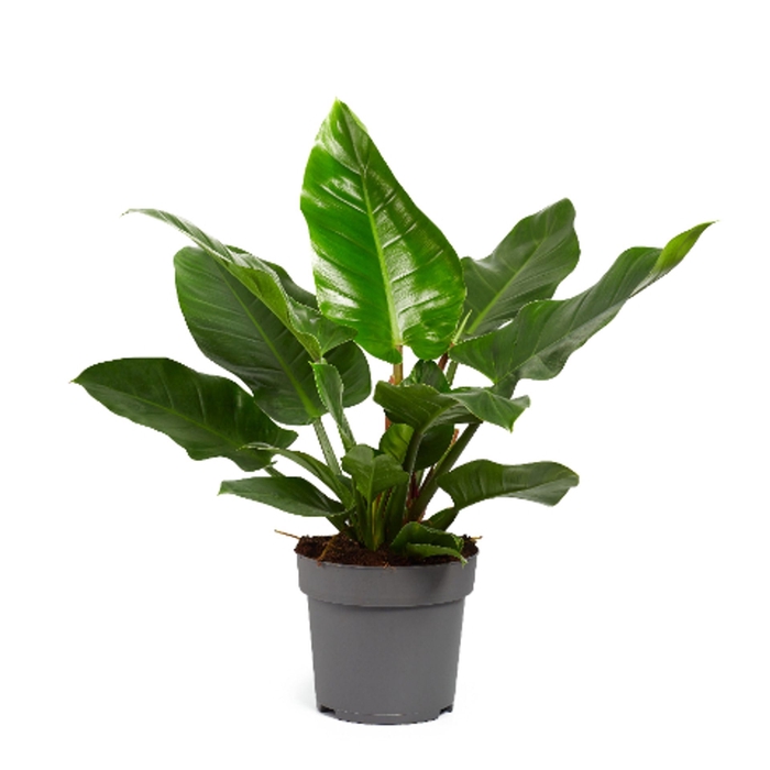 <h4>Philodendron Imperial Green</h4>