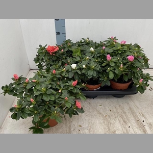 RHODO SI VOGEL GEM