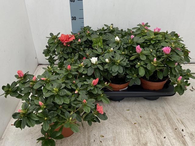 <h4>RHODO SI VOGEL GEM</h4>