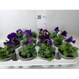 Viola wr. 'Alpha Purple White'