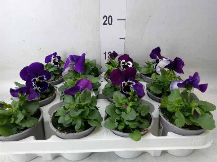 <h4>Viola wr. 'Alpha Purple White'</h4>