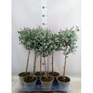 Eucalyptus gunnii