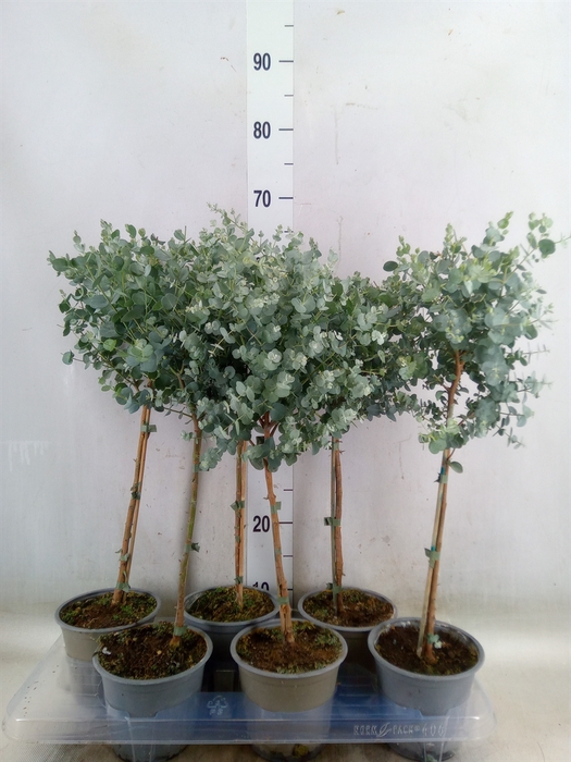 <h4>Eucalyptus gunnii</h4>