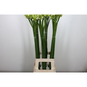 Ornithogalum saundersiae
