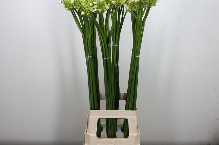 <h4>Ornithogalum saundersiae</h4>