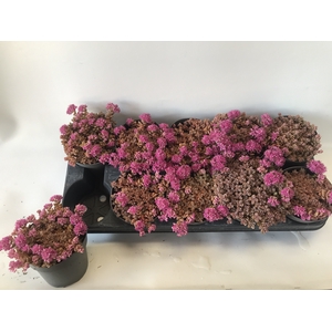 SEDUM CAUT LIDAKENSE