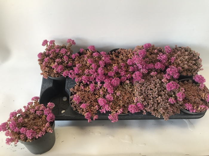 <h4>SEDUM CAUT LIDAKENSE</h4>
