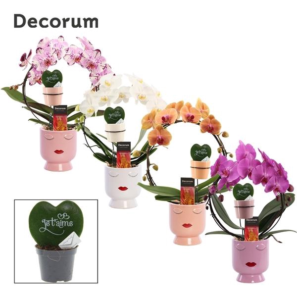 <h4>Phalaenopsis gemengd</h4>