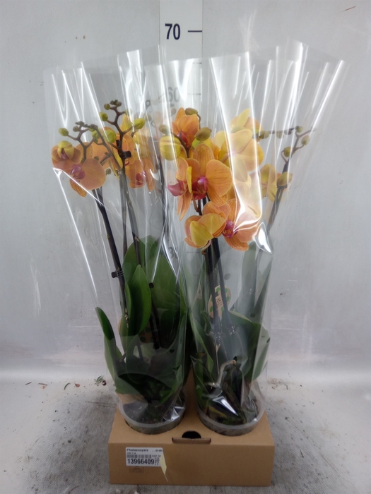 <h4>Phalaenopsis   ...orange</h4>