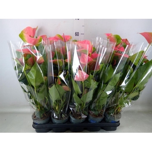 Anthurium  'Karma Pink'