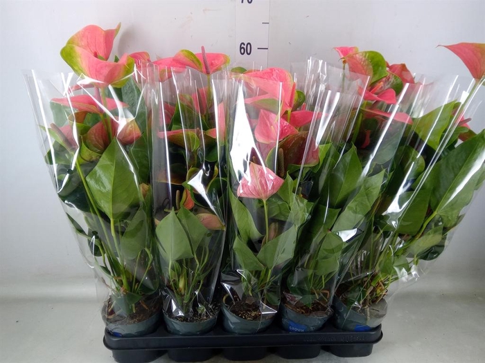 <h4>Anthurium 'Karma Pink'</h4>