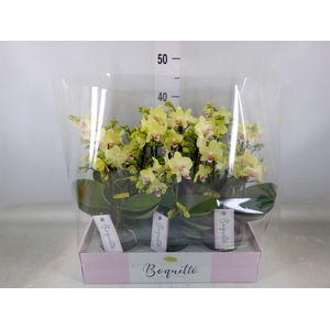 Phalaenopsis multi.   ...yellow