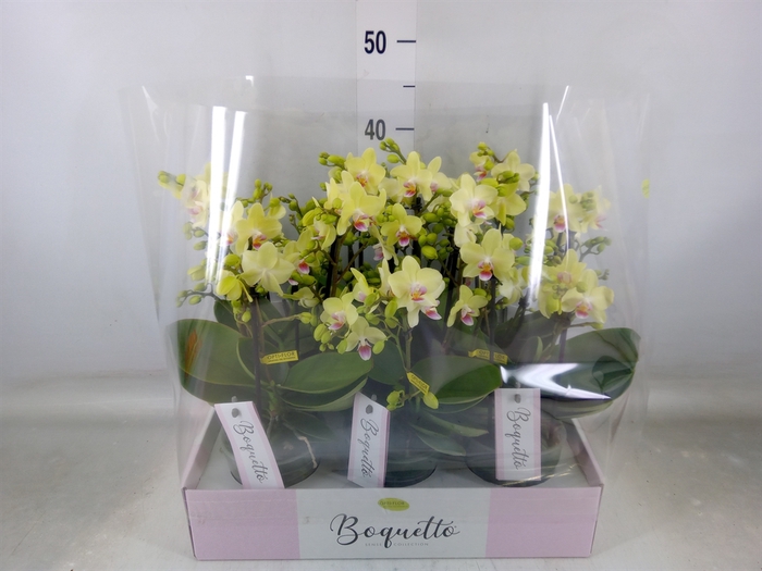<h4>Phalaenopsis multi.   ...yellow</h4>