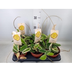 Hoya carnosa 'Krimson Queen'