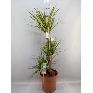 Dracaena marg. 'Sunray'
