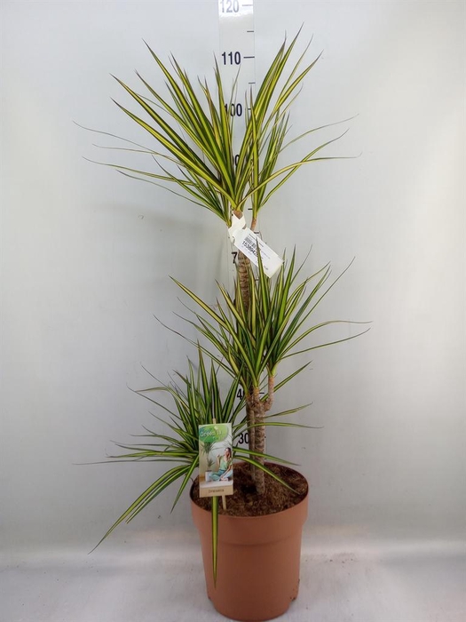<h4>Dracaena marg. 'Sunray'</h4>