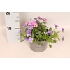 Viola cornuta 13 cm Trio Sky blue, Lavender Pink