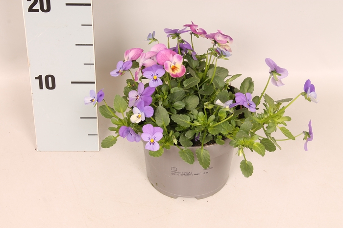 Viola cornuta 13 cm Trio Sky blue, Lavender Pink